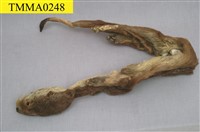 水獺藏品圖，第5張